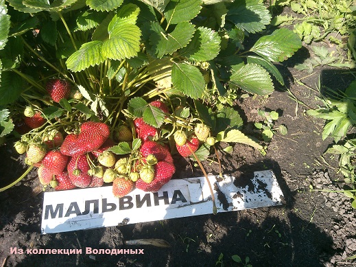 Поздние сорта клубники — крупноплодные, сладкие, урожайные