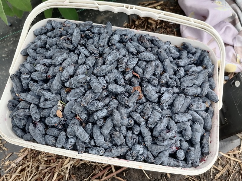 Каталог жимолости