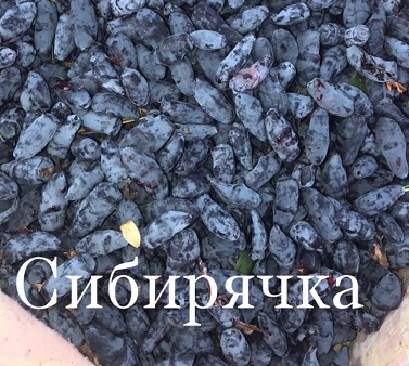 Каталог жимолости