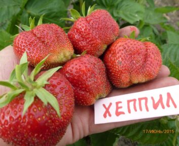 Хеппил