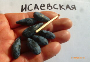Исаевская на ладони.JPG