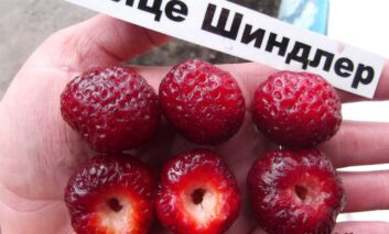 мице шиндлер